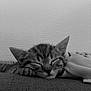 kitten, cat, sleeping, paw, feline, cozy, blanket, resting, close_up, domestic_animal, fur, whiskers, cute, peaceful, pet, indoor, soft, relaxation, animal, black_and_white
