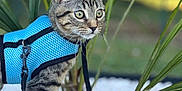 Guccy participe au concours pour gagner de l'argent avec cette photo : cat, tabby, harness, blue, pet, animal, outdoor, plants, greenery, white_stones, curious, nature, leaves, walking, feline, young_cat, alert, closeup, daylight, exploring