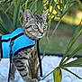 cat, tabby, harness, blue, pet, animal, outdoor, plants, greenery, white_stones, curious, nature, leaves, walking, feline, young_cat, alert, closeup, daylight, exploring
