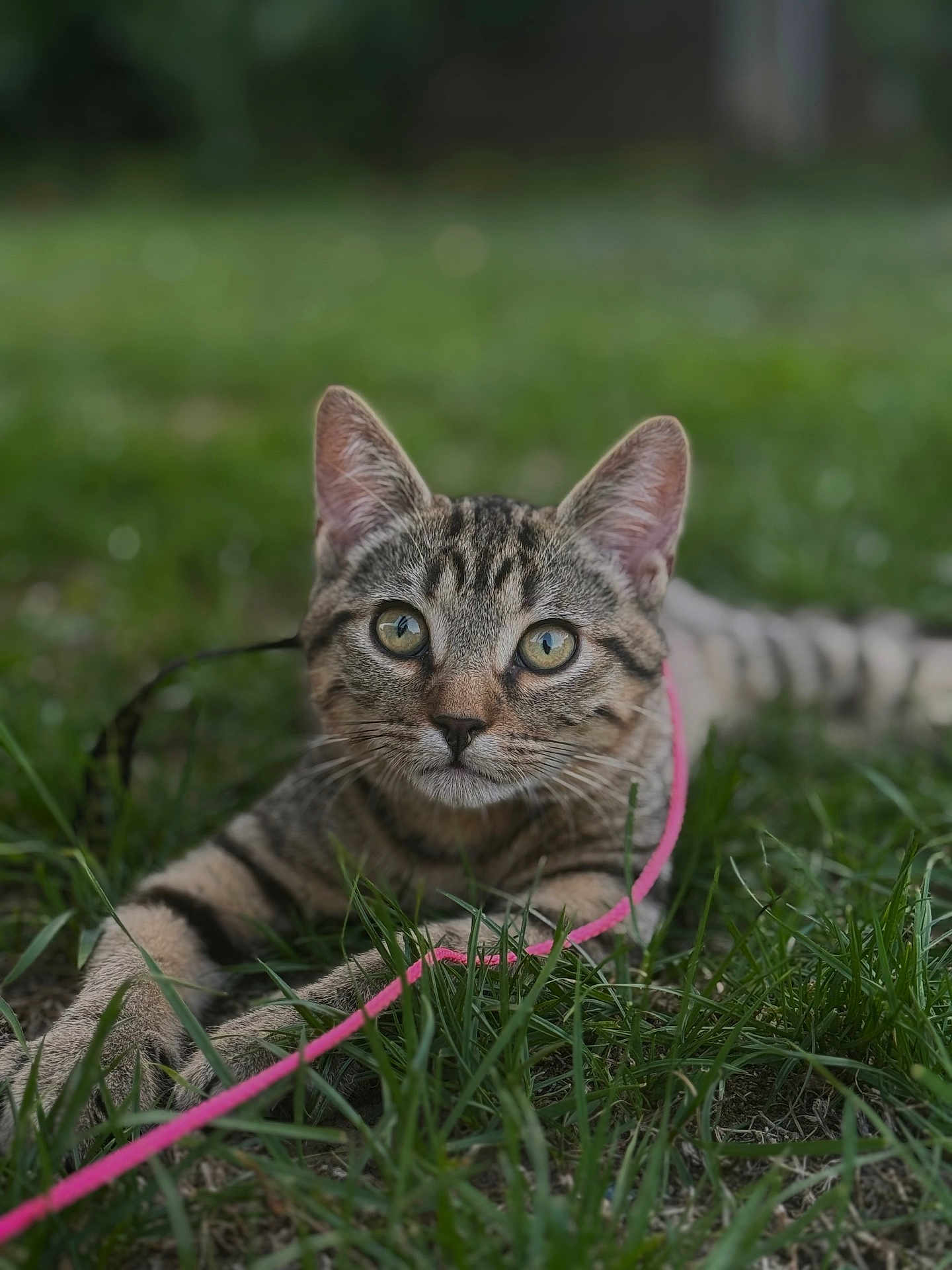 Guccy participe au concours pour gagner de l'argent avec cette photo : cat, tabby, grass, leash, animal, pet, outdoor, nature, feline, curious, closeup, green, eyes, whiskers, ears, young, ground, playful, focus, portrait