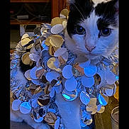 Spirit joined the competition — help win amazing prizes! animal, black_and_white, cat, close_up, cozy, curious, cute, decor, decorations, domestic_cat, feline, festive, holiday, indoor, pet, portrait, reflective, silver, sitting, tinsel