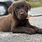 Baloo participe au concours pour gagner de l'argent avec cette photo : puppy, dog, chocolate_labrador, close_up, outdoor, asphalt, leash, animal, pet, brown_fur, cute, lying_down, young_dog, nature, background_blur, road, ears, nose, eyes, paw
