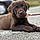 Baloo