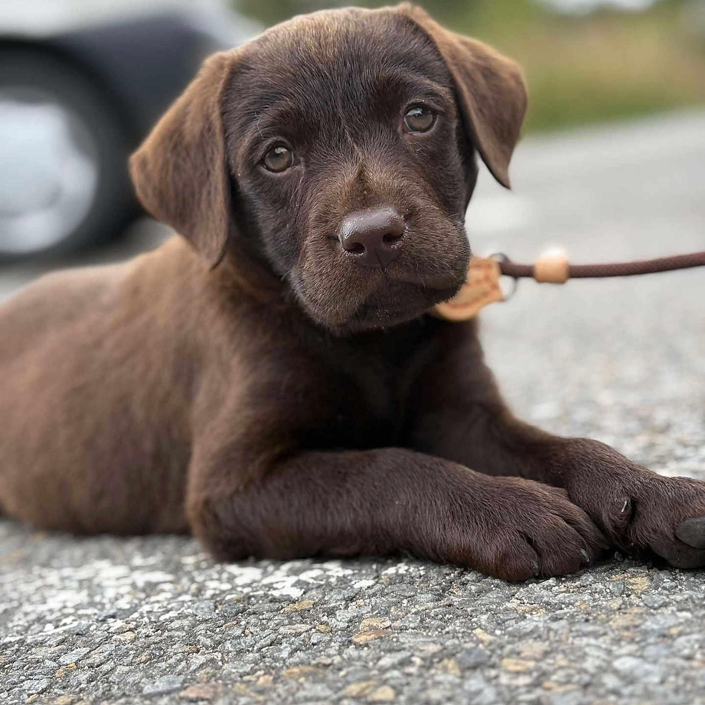 Baloo participe au concours pour gagner de l'argent avec cette photo : animal, asphalt, background_blur, brown_fur, chocolate_labrador, close_up, cute, dog, ears, eyes, leash, lying_down, nature, nose, outdoor, paw, pet, puppy, road, young_dog