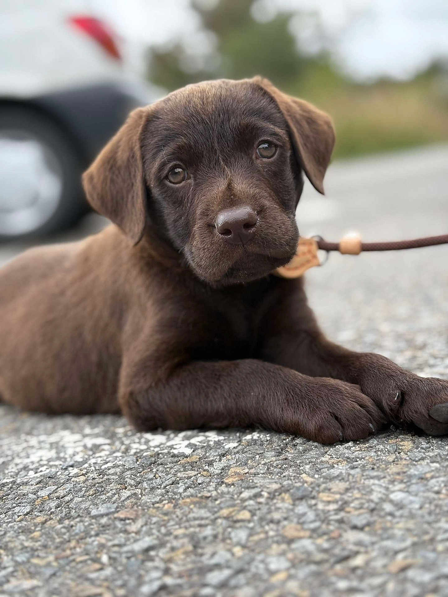 Baloo participe au concours pour gagner de l'argent avec cette photo : puppy, dog, chocolate_labrador, close_up, outdoor, asphalt, leash, animal, pet, brown_fur, cute, lying_down, young_dog, nature, background_blur, road, ears, nose, eyes, paw
