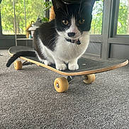 Sapphire joined the competition — help win amazing prizes! animal, black_and_white, carpet, cat, collar, curious, daylight, feline, floor, greenery, houseplant, indoor, paws, pet, playful, relaxed, skateboard, tail, whiskers, window