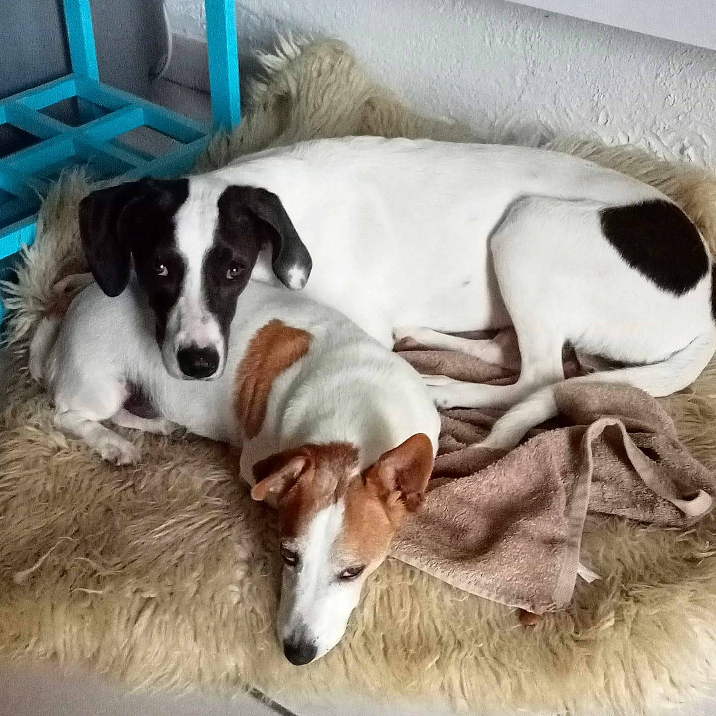 Giris Saya participe au concours pour gagner de l'argent avec cette photo : animal, ball, blanket, canine, couch, cushion, dog, dogbed, furniture, homedecor, hound, indoors, person, pet, pointer, puppy, sleeping, sport, tennis, tennisball