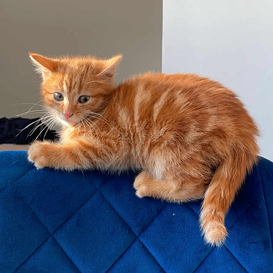 Shoto participe au concours pour gagner de l'argent avec cette photo : abyssinian, angora, animal, blanket, cat, couch, cushion, den, furniture, homedecor, indoors, interiordesign, kitten, manx, mat, pet