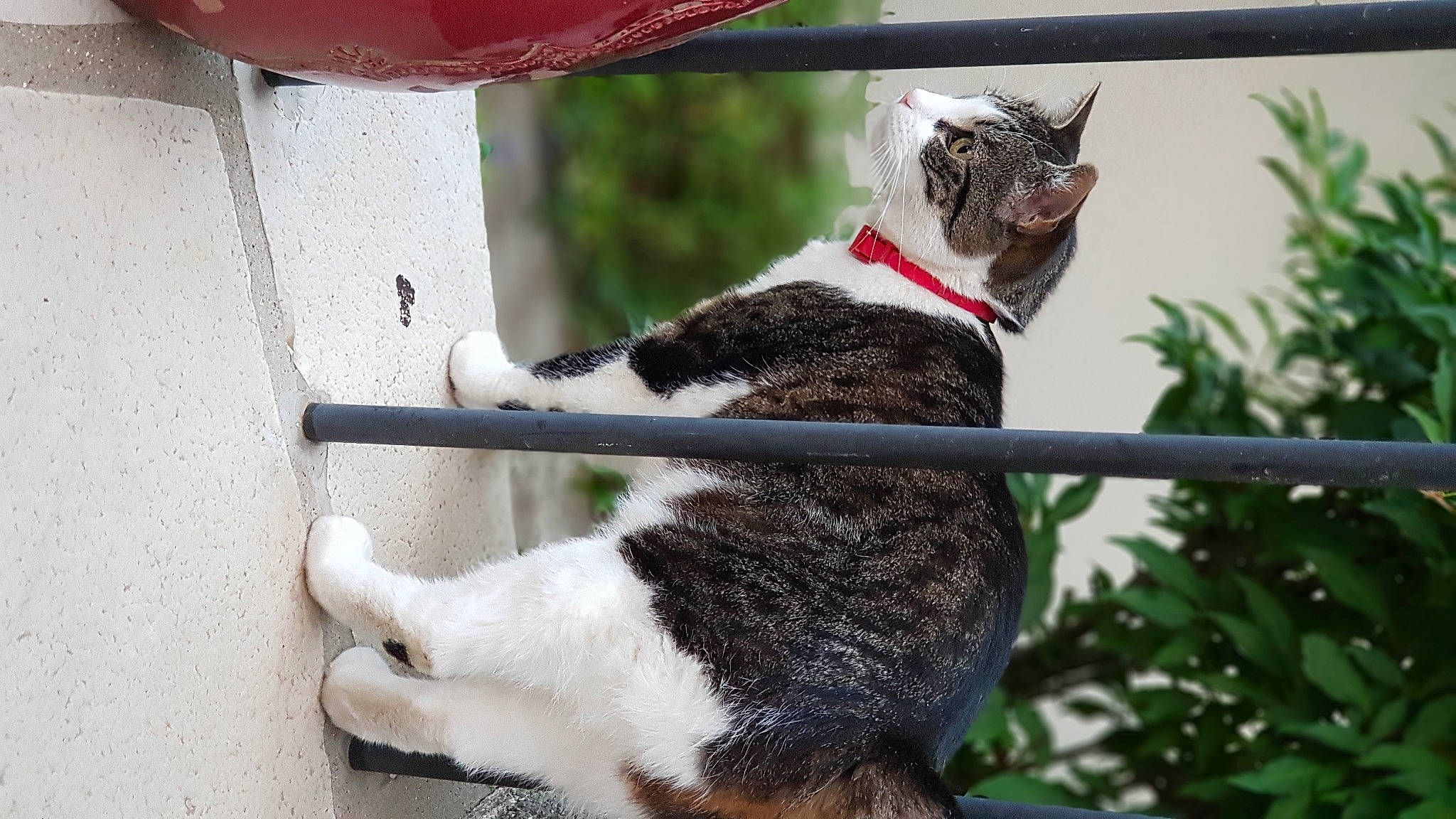 Fifi a rejoint le concours — aidez-le/la à gagner de superbes lots ! bicycle_handlebar, carnivore, cat, collar, dog_breed, fawn, felidae, fur, grass, green, leash, light, mammal, pet_supply, plant, small_to_medium_sized_cats, snout, tail, whiskers, white