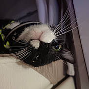 Agatha participe au concours pour gagner de l'argent avec cette photo : cat, tuxedo_cat, whiskers, green_eyes, indoor, curious, resting, upside_down, black_and_white, pet, feline, close_up, face, fur, animal, domestic_cat, cute, portrait, comfort, household