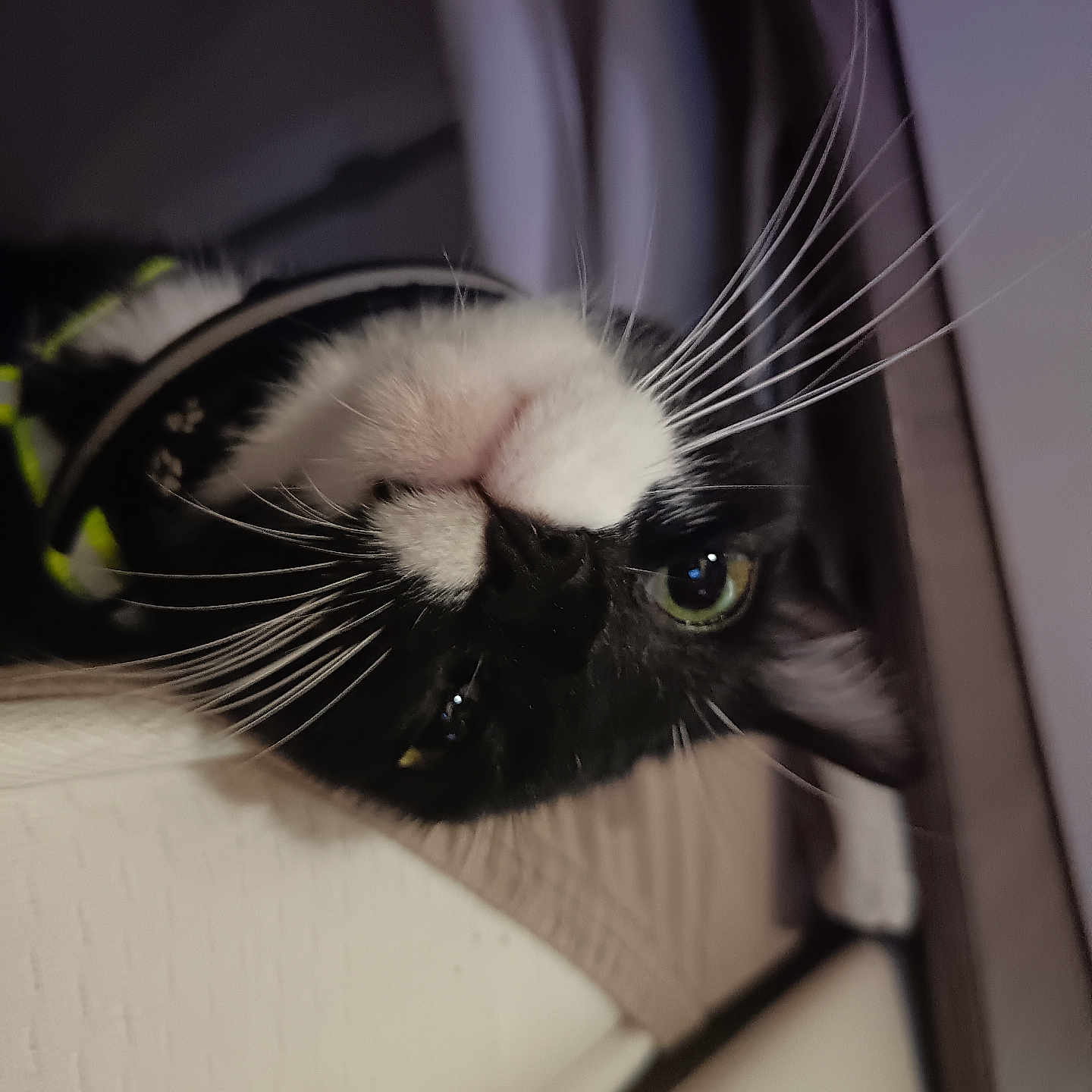 Agatha