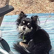 Trotro participe au concours pour gagner de l'argent avec cette photo : dog, small_dog, black_dog, white_fur, curled_up, outdoor, rug, blue_rug, chair_leg, pet, animal, fur, cute, looking_up, ears, tail, companion, resting, domestic_animal, curious