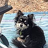 dog, small_dog, black_dog, white_fur, curled_up, outdoor, rug, blue_rug, chair_leg, pet, animal, fur, cute, looking_up, ears, tail, companion, resting, domestic_animal, curious
