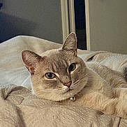 Theo is registered to the contest to win money with this photo: cat, feline, pet, animal, portrait, close_up, lying_down, relaxed, bed, blanket, bedding, patterned_fabric, collar, bell, whiskers, ears, eyes, indoors, bedroom, door