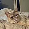 cat, feline, pet, animal, portrait, close_up, lying_down, relaxed, bed, blanket, bedding, patterned_fabric, collar, bell, whiskers, ears, eyes, indoors, bedroom, door