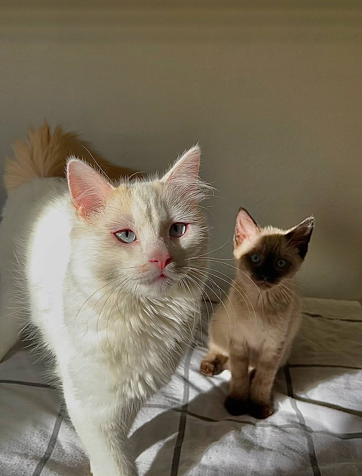 Mango a rejoint le concours — aidez-le/la à gagner de superbes lots ! carnivore, cat, claw, domestic_short_haired_cat, fawn, felidae, fur, paw, pet_supply, small_to_medium_sized_cats, snout, tail, whiskers