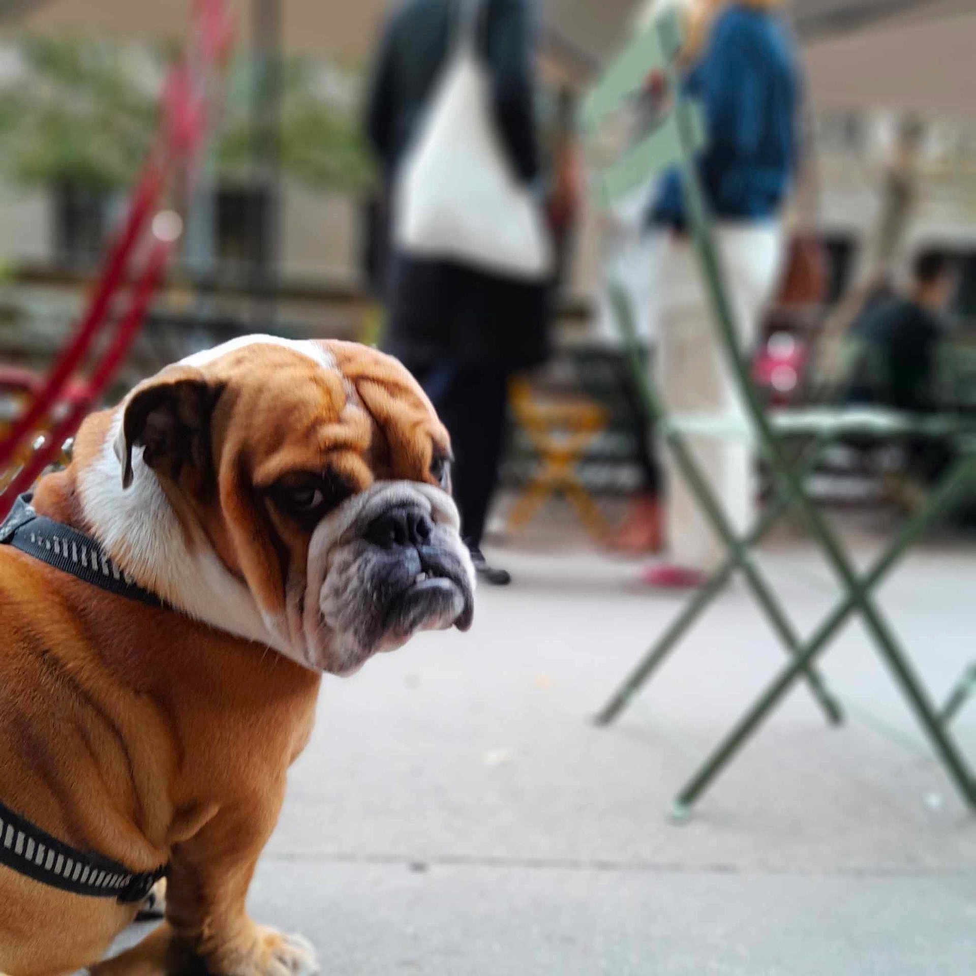Marcel