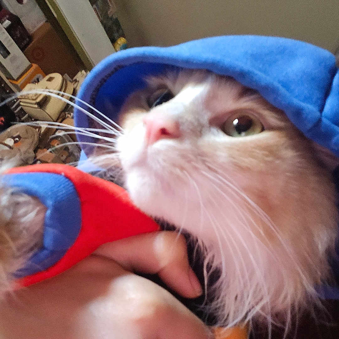 Blue joined the competition — help win amazing prizes! animal, blue, cat, close_up, clothing, curious, cute, domestic, face, feline, fur, hand, hood, indoor, orange, pet, portrait, soft_light, whiskers, young