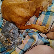 Aiukli joined the competition — help win amazing prizes! dog, cat, kitten, sleeping, resting, blanket, plaid, fur, pet, animal, cozy, indoors, snuggling, paw, ear, cute, companion, relaxed, friendship, soft