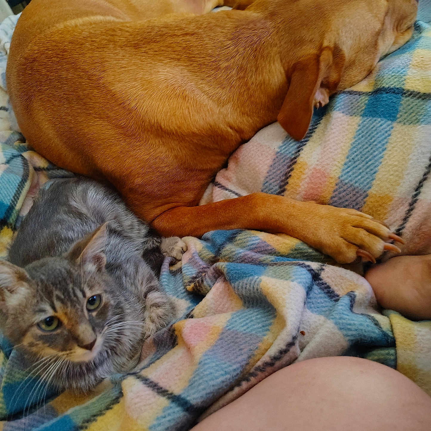 Aiukli joined the competition — help win amazing prizes! animal, blanket, cat, companion, cozy, cute, dog, ear, friendship, fur, indoors, kitten, paw, pet, plaid, relaxed, resting, sleeping, snuggling, soft