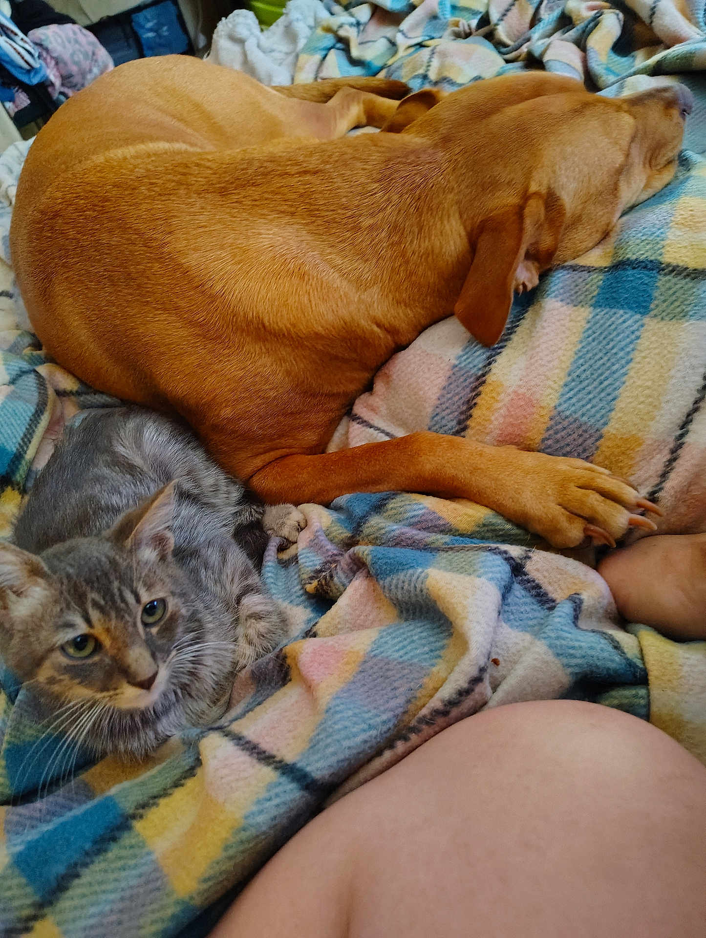 Aiukli joined the competition — help win amazing prizes! dog, cat, kitten, sleeping, resting, blanket, plaid, fur, pet, animal, cozy, indoors, snuggling, paw, ear, cute, companion, relaxed, friendship, soft