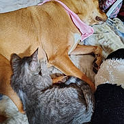 Windy Lue is registered to the contest to win money with this photo: animal, bandana, blanket, cat, companionship, cozy, cute, dog, friendship, fur, gray_cat, indoor, paw, pet, relaxation, resting, sleeping, soft, tail, tan_dog