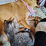 animal, bandana, blanket, cat, companionship, cozy, cute, dog, friendship, fur, gray_cat, indoor, paw, pet, relaxation, resting, sleeping, soft, tail, tan_dog