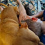 Windy Lue is registered to the contest to win money with this photo: animal, blanket, brown_dog, cat, closeup, comfort, cuddle, dog, furniture, gray_cat, hand, human, indoor, leg, person, pet, relaxation, resting, ring, tattoo