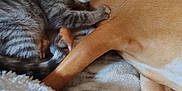Windy Lue is registered to the contest to win money with this photo: animal, blanket, closeup, companion, cozy, cute, dog, friendship, fur, indoor, kitten, paw, pet, relaxing, resting, sleeping, snuggling, soft, tabby, tail