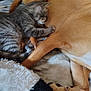 animal, blanket, closeup, companion, cozy, cute, dog, friendship, fur, indoor, kitten, paw, pet, relaxing, resting, sleeping, snuggling, soft, tabby, tail