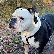 Tanos a rejoint le concours — aidez-le/la à gagner de superbes lots ! alert, animal, black_and_white, bulldog, canine, daylight, dog, ears, forest, fur, harness, leaves, nature, outdoor, path, pet, portrait, snout, standing, walking