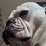 Tanos participe au concours pour gagner de l'argent avec cette photo : animal, bulldog, canine, close_up, companion, dog, domestic_animal, expression, face, fur, head, indoor, looking_away, muzzle, nose, pet, portrait, white_dog, window_light, wrinkles