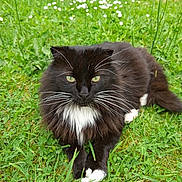 Figaro participe au concours pour gagner de l'argent avec cette photo : animal, black_and_white, cat, cute, domestic_cat, eyes, flora, fur, garden, grass, greenery, lying_down, mammal, nature, outdoor, pet, relaxing, summer, whiskers, wildlife