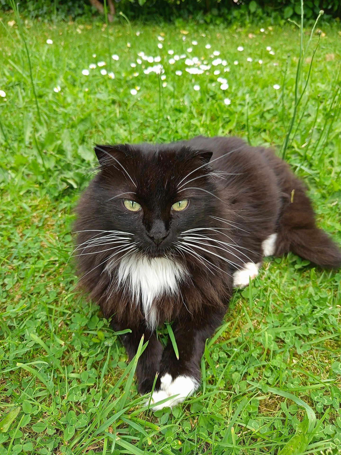 Figaro participe au concours pour gagner de l'argent avec cette photo : animal, black_and_white, cat, cute, domestic_cat, eyes, flora, fur, garden, grass, greenery, lying_down, mammal, nature, outdoor, pet, relaxing, summer, whiskers, wildlife