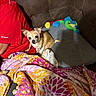 dog, chihuahua, small_dog, pet, animal, portrait, sitting, couch, blanket, colorful_blanket, stuffed_toy, rainbow_toy, person, red_shirt, veteran, indoors, living_room, home, flash_photography, cute