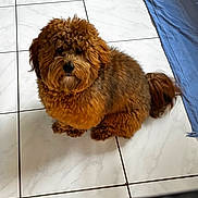 Chunky Padilla is registered to the contest to win money with this photo: animal, blue_cloth, brown_dog, companion, cozy, curly_fur, cute, dog, domestic, floor_tiles, fur, home, indoor, looking_up, pet, pet_bowl, sitting, small_dog, tiled_floor, yellow_basket