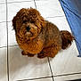 animal, blue_cloth, brown_dog, companion, cozy, curly_fur, cute, dog, domestic, floor_tiles, fur, home, indoor, looking_up, pet, pet_bowl, sitting, small_dog, tiled_floor, yellow_basket