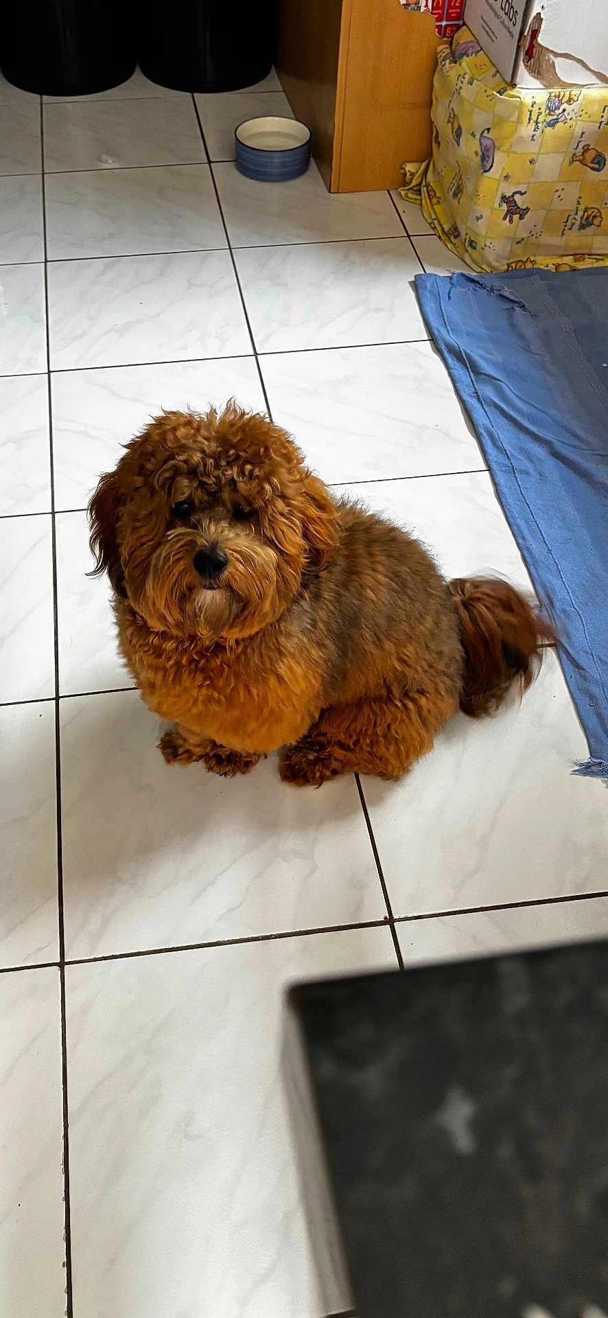 Chunky Padilla is registered to the contest to win money with this photo: animal, blue_cloth, brown_dog, companion, cozy, curly_fur, cute, dog, domestic, floor_tiles, fur, home, indoor, looking_up, pet, pet_bowl, sitting, small_dog, tiled_floor, yellow_basket