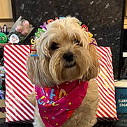 Chichi joined the competition — help win amazing prizes! bandana, birthday, cabinet, celebration, container, countertop, decorations, dog, fur, gift_bags, headband, indoor, kitchen, pens, pet, portrait, small_dog, snacks, stationery, tabletop