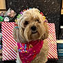 bandana, birthday, cabinet, celebration, container, countertop, decorations, dog, fur, gift_bags, headband, indoor, kitchen, pens, pet, portrait, small_dog, snacks, stationery, tabletop