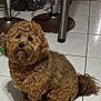 animal, bar_stool, brown, companion, curly_fur, cute, dog, domestic, floor, fluffy, furniture, household, indoor, looking_up, metal, pet, sitting, small_dog, tile, waiting