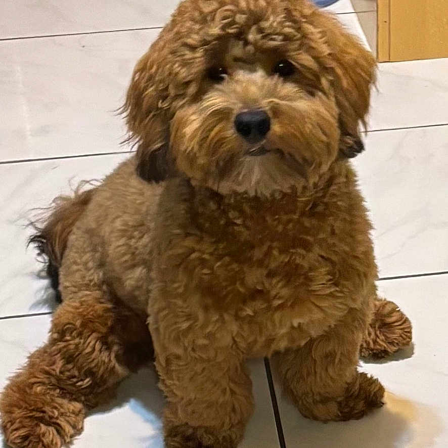 Chunky joined the competition — help win amazing prizes! animal, brown_fur, companion, curious, curly_fur, cute, dog, domestic, fluffy, fur, indoor, kitchen, looking_at_camera, pet, puppy, relaxed, sitting, small_dog, tile_floor, water_bowl