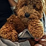 animal, arms, blurred_background, brown, companion, cozy, curly_fur, cute, dog, domestic_animal, furry, gray, hand, holding, indoor, kitchen, pet, puppy, sweater, warm
