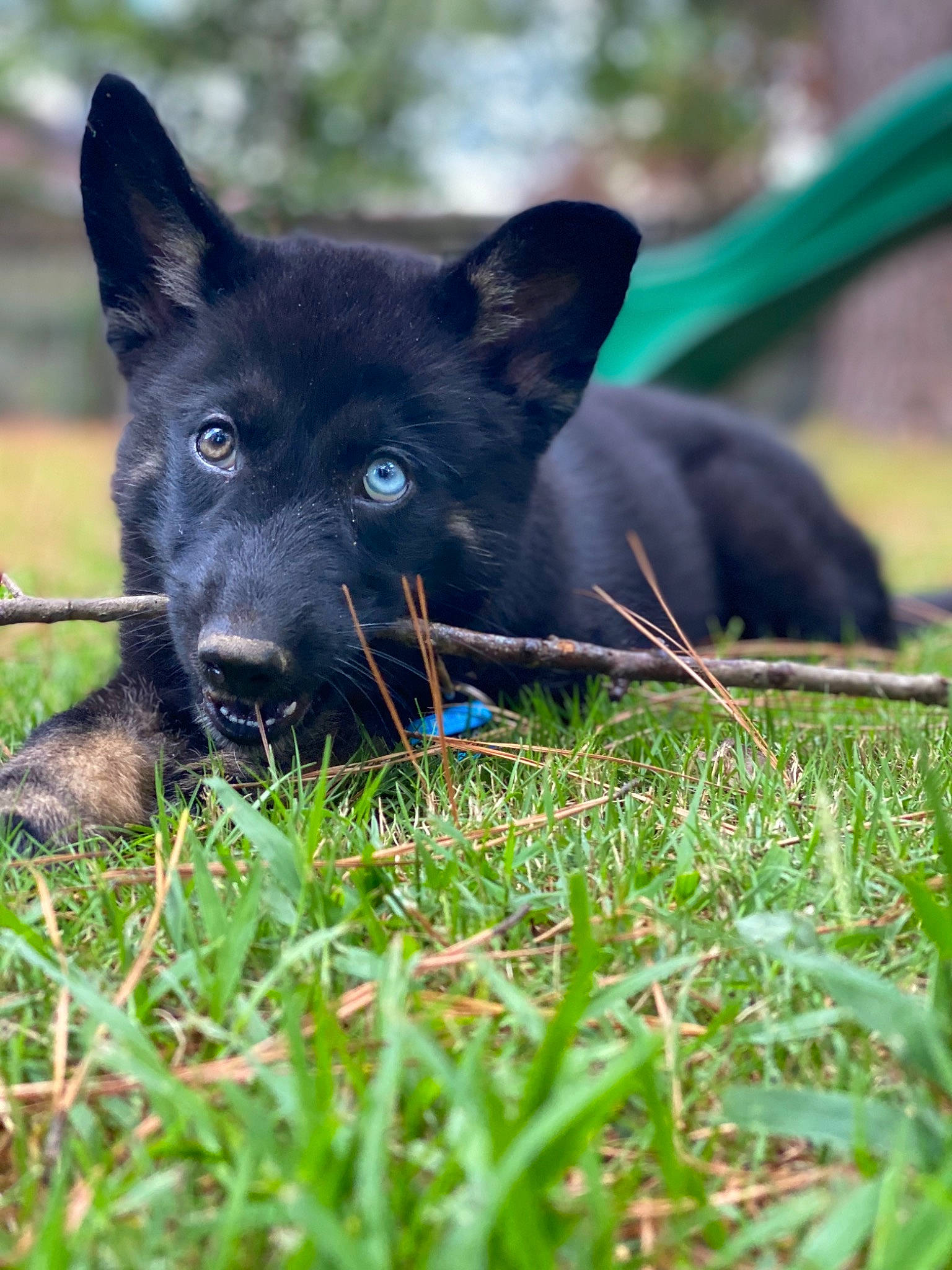 Appa is registered to the contest to win money with this photo: black_norwegian_elkhound, canidae, canis, carnivore, companion_dog, dog, dog_breed, electric_blue, fur, grass, grassland, non_sporting_group, plant, schipperke, snout, sporting_group, terrestrial_animal, whiskers, working_animal, working_dog