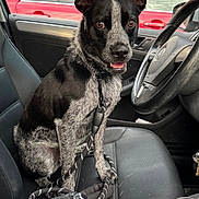 Big Boy joined the competition — help win amazing prizes! black_and_white, car_interior, casual, clothing, cup, dashboard, daylight, dog, door, handle, keychain, leash, pet, reflection, seat, seatbelt, steering_wheel, urban, vehicle, window