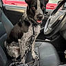 dog, pet, car_interior, leash, seat, black_and_white, window, steering_wheel, door, handle, cup, clothing, casual, daylight, vehicle, dashboard, seatbelt, keychain, reflection, urban