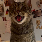 Jit is registered to the contest to win money with this photo: cat, tabby, pet, animal, indoor, closeup, face, whiskers, fur, mouth_open, eyes, ears, refrigerator, magnets, photos, background, domestic, cute, surprised, feline