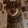 animal, background, cat, closeup, cute, domestic, ears, eyes, face, feline, fur, indoor, magnets, mouth_open, pet, photos, refrigerator, surprised, tabby, whiskers