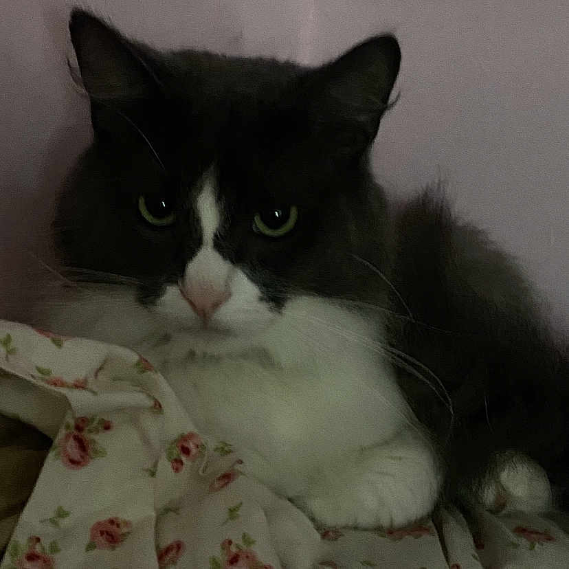 Heather joined the competition — help win amazing prizes! abyssinian, angora, animal, applique, bed, bedroom, blackcat, blanket, cat, couch, cushion, furniture, homedecor, kitten, linen, manx, pattern, pet, quilt, siamese