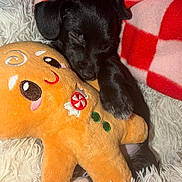 Chiquis joined the competition — help win amazing prizes! puppy, black_dog, sleeping, plush_toy, gingerbread_man, hugging, blanket, red_checkered, white_rug, cozy, cute, pet, indoor, fur, small_dog, toy, resting, animal, comfort, soft